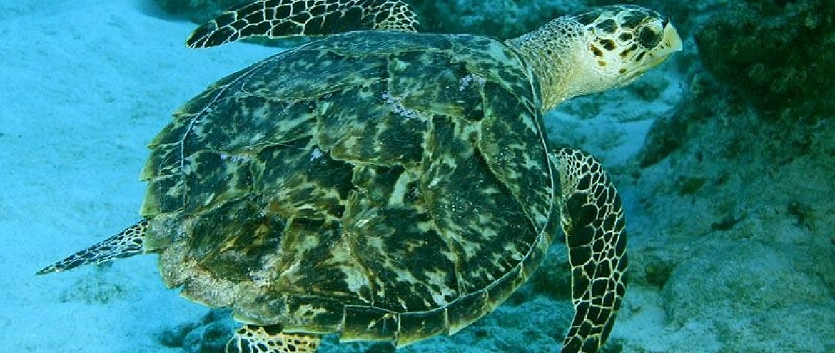 Скорость морской черепахи. Атлантическая Ридлея черепаха. Оливковая черепаха Ридли. Морская черепаха Ридли. Ридлея (оливковая черепаха).