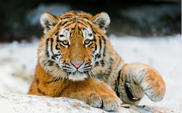На острове Русский создадут сафари-парк для тигров 