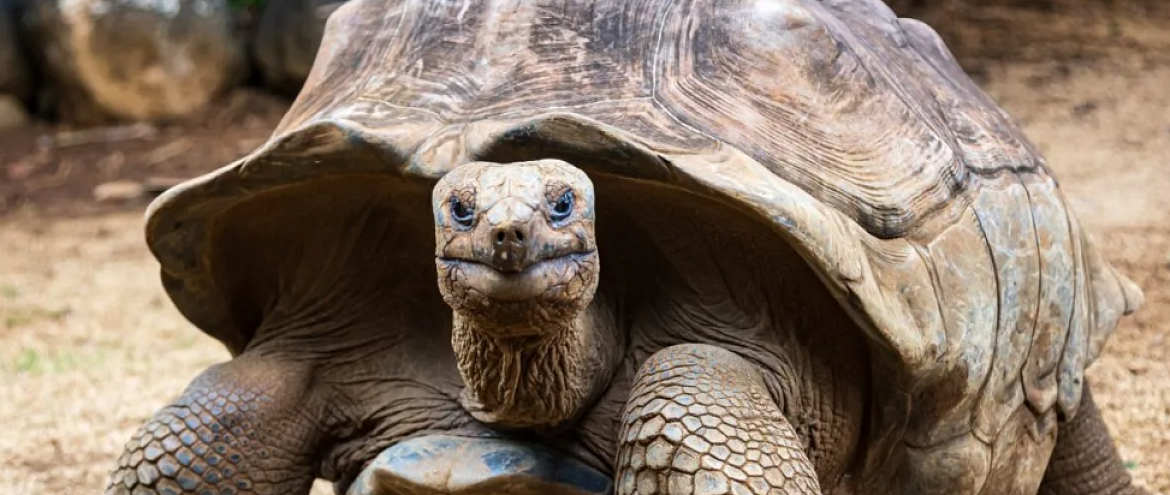 На Мадагаскар вернулись гигантские черепахи 