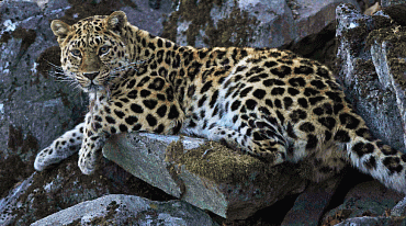 В России создадут международную ООПТ для тигров и леопардов