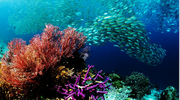Коралловые рифы будут спасать силой звука