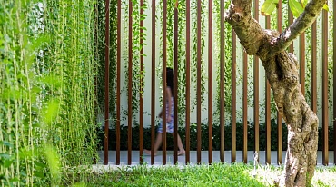 Экологичные зеленые стены служат оконными шторами