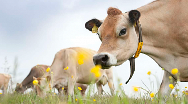 Коров будут кормить нарциссами для снижения выбросов в атмосферу