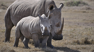 В Африку вернут 2000 белых носорогов