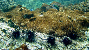 Вымирание морских ежей ставит под угрозу коралловые рифы Красного моря
