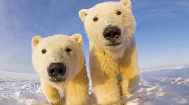 Для подсчета белых медведей в Якутии применили нейросеть