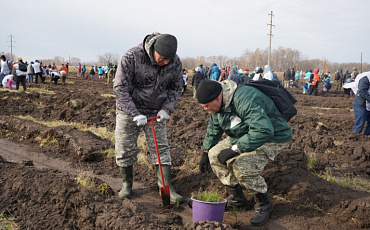 В Новосибирской области высадили 20 тысяч саженцев сосны