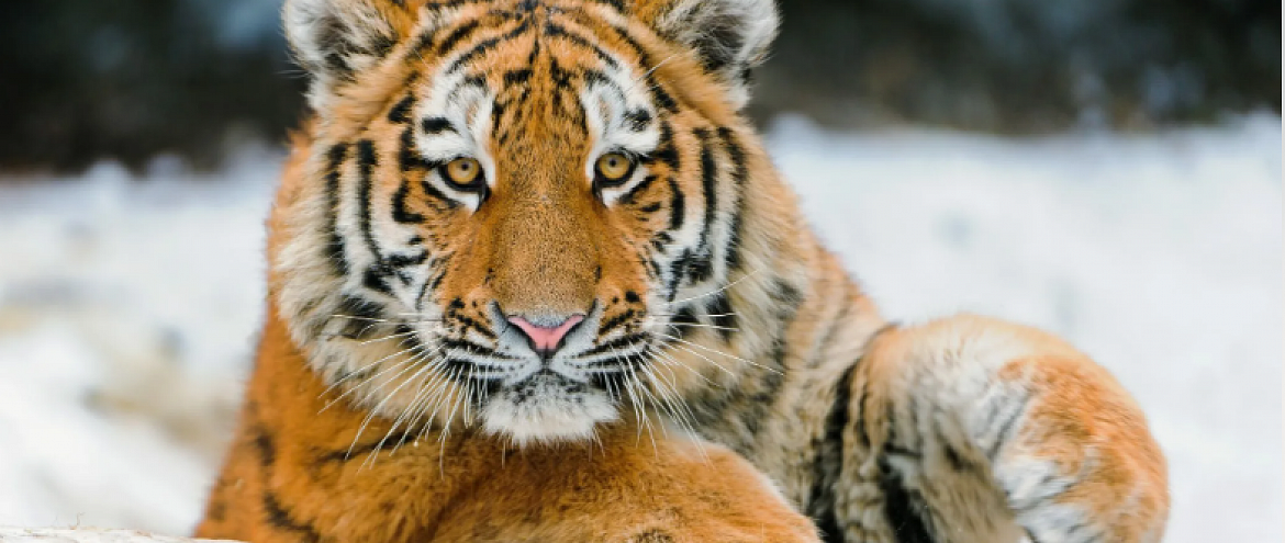 На острове Русский создадут сафари-парк для тигров 