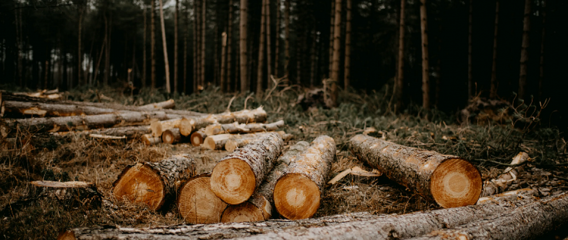В 2024 году объем незаконной рубки леса в России сократится на 35%