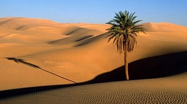 Экологическое чудо процветает в египетской пустыне