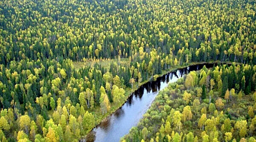Представлен рейтинг лесных регионов России