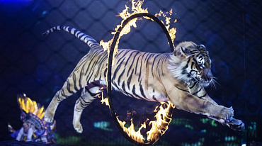 В России могут запретить цирки с животными