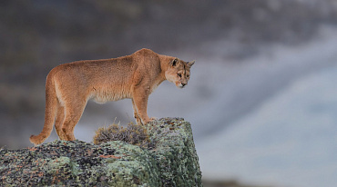 Калифорнийские горные львы могут стать исчезающим видом