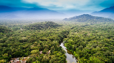 В Амазонии сократились вырубки лесов