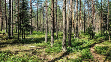 В 2,5 раза сократилась незаконная рубка леса в России