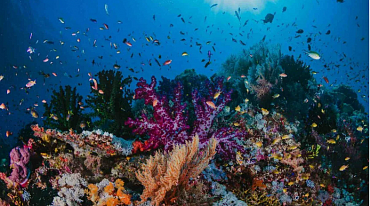 Изменение климата обесцветит коралловые рифы 