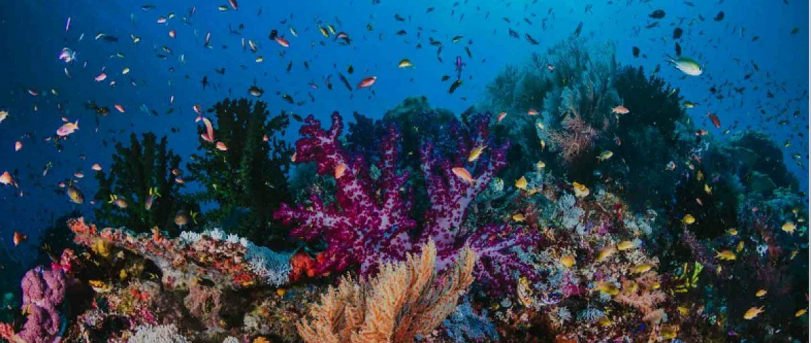 Изменение климата обесцветит коралловые рифы 